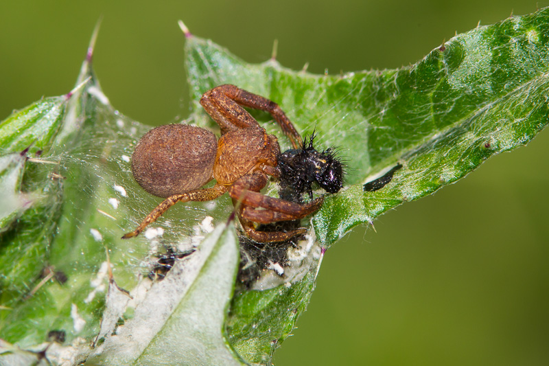 Crab Spider (Family Thomisidae)